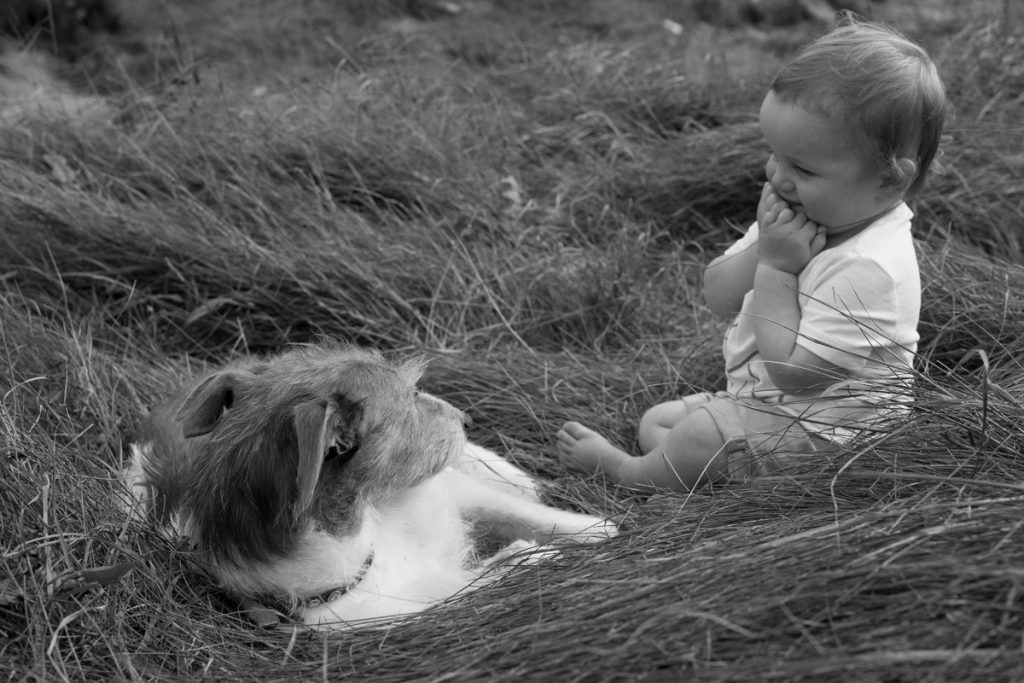 Close crop black-and-white picture of a two year old boy sitting in long grass with a lurcher dog